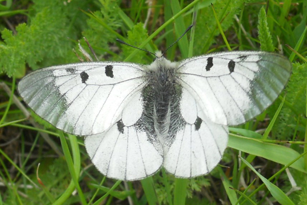 parnassius